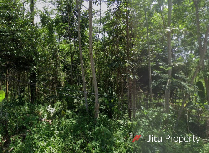 Dijual Tanah Kebun Di Daerah Bojongmenteng Leuwidamar Lebak