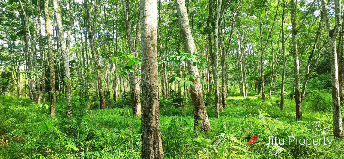 BU Jual Cepat Tanah 1,5 H Lokasi Strategis Di Sumatera Selatan