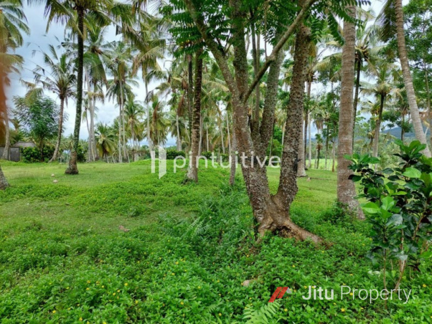 Dijual Tanah Selemadeg 100 Meter dari bibir pantai