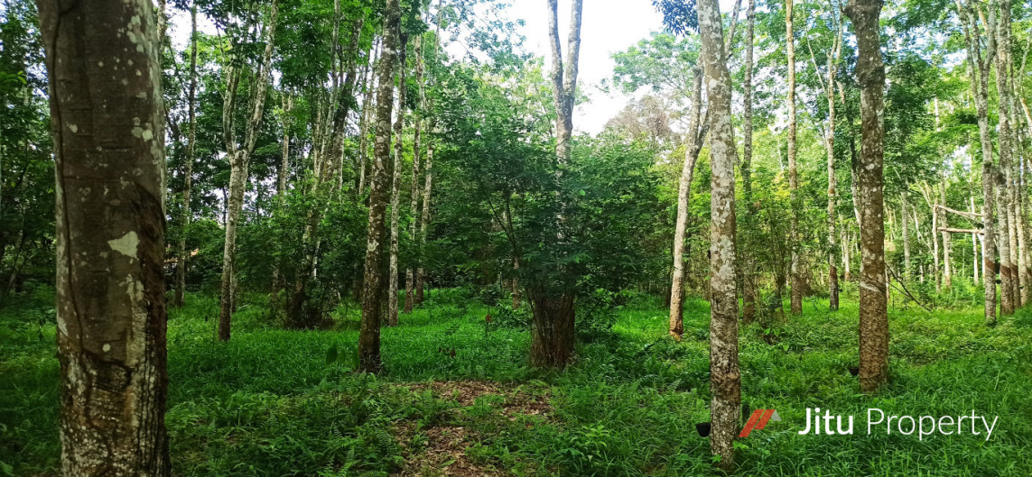 Dijual Cepat Tanah Kebon Karet 1,5 H di Sumatera Selatan