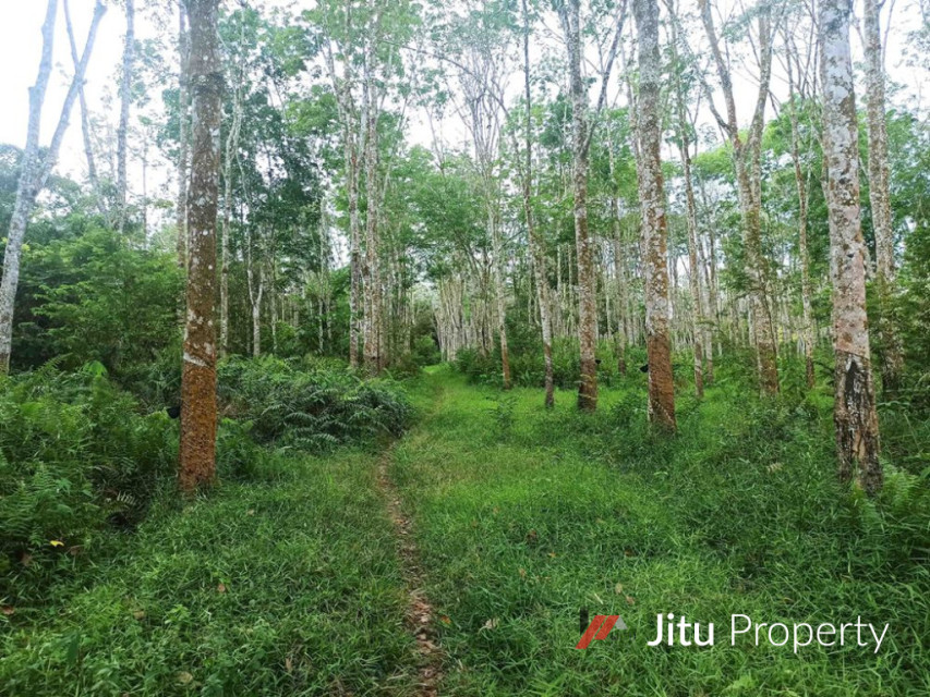 Dijual Cepat Tanah Kebon Karet 1,5 H di Sumatera Selatan