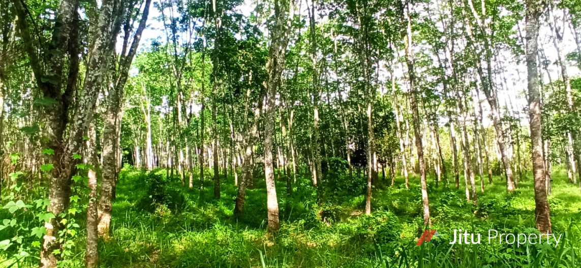 Dijual Cepat Tanah Kebon Karet 1,5 H di Sumatera Selatan