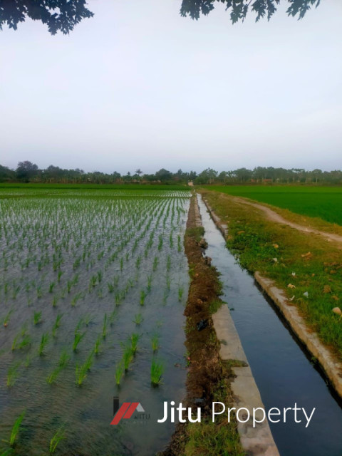  Dijual Tanah Sawah Sumberurip Pebayuran Kab. Bekasi Sertifikat SHM