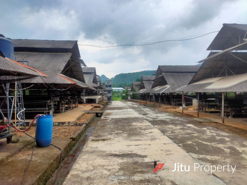 Disewakan Lahan Kandang Ayam Lengkap Rumpin Kabupaten Bogor