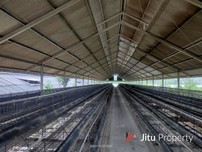 Disewakan Lahan Kandang Ayam Lengkap Rumpin Kabupaten Bogor