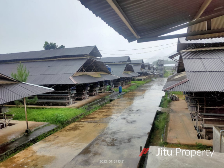 Disewakan Lahan Kandang Ayam Lengkap Rumpin Kabupaten Bogor