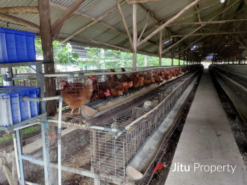 Disewakan Lahan Kandang Ayam Lengkap Rumpin Kabupaten Bogor