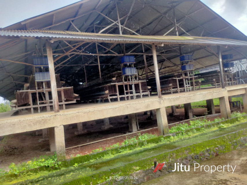 Disewakan Lahan Kandang Ayam Lengkap Rumpin Kabupaten Bogor