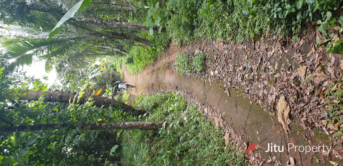 Jual Tanah Kebun Luas Di Sukatali Situraja Sumedang