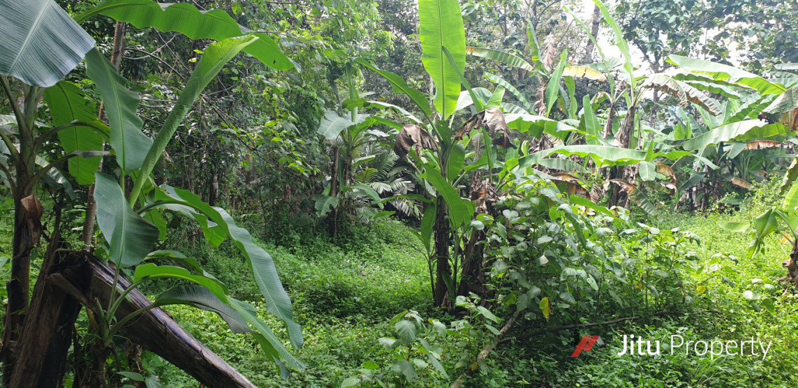 Jual Tanah Kebun Luas Di Sukatali Situraja Sumedang