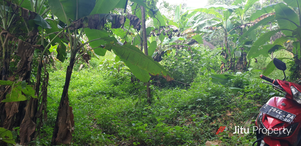 Jual Tanah Kebun Luas Di Sukatali Situraja Sumedang