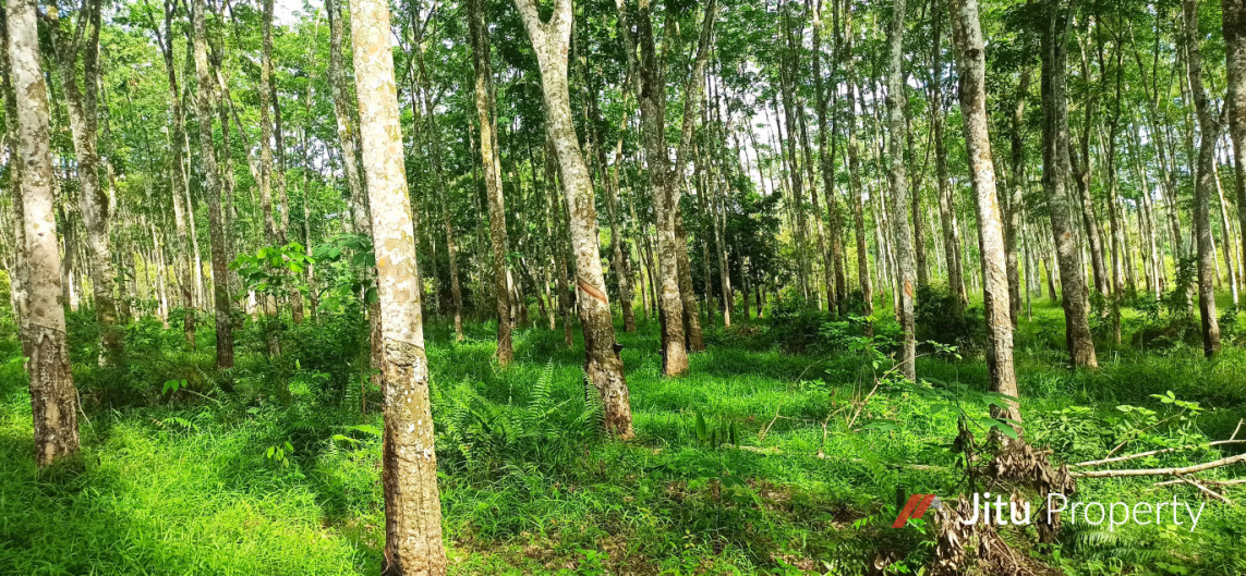 Bu Jual Cepat Tanpa perantara, Tanah 1,5 H Lokasi Strategis Di Sumsel
